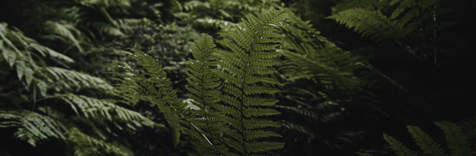 ferns